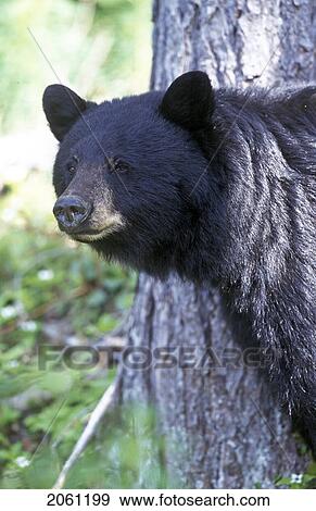 Stock Photo - Black Bears, Whistler, Bc, Canada. Fotosearch