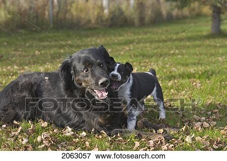 Stock Photo - Black Dog And Black And White Puppy, Canada, Alberta. Fotosearch