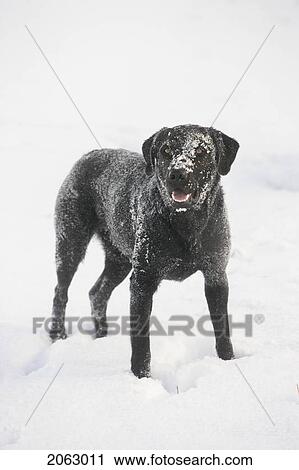 Black Dog In Snow, Canada, Alberta View Large Photo Image Stock Image - Black Dog In Snow, Canada, Alberta. Fotosearch