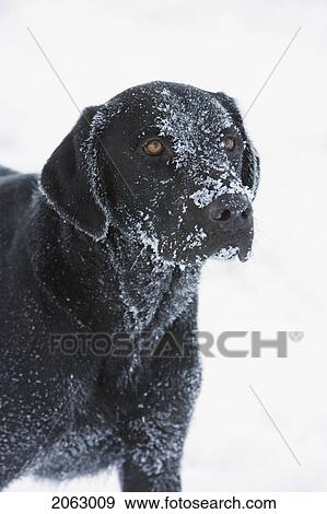 Stock Photo - Black Dog In Snow, Canada, Alberta. Fotosearch