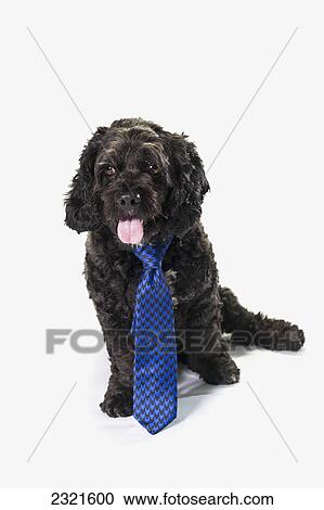 Black Dog With A Blue Neck Tie; St. Albert Alberta Canada View Large Photo Image Stock Image - Black Dog With A Blue Neck Tie; St. Albert Alberta Canada. Fotosearch