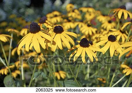 Stock Photography - Black-Eyed Susan, Canada, Ontario. Fotosearch