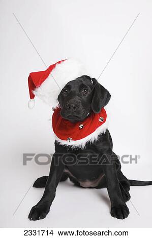 Picture - Black lab puppy in a christmas costume; Toronto ontario canada. Fotosearch