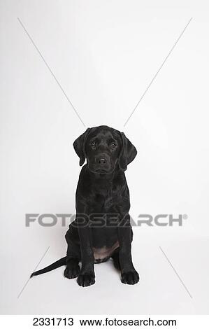 Stock Image - Black lab puppy; Toronto ontario canada. Fotosearch