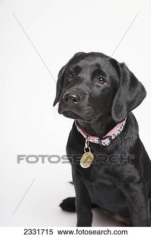 Black Lab Puppy With Pink Collar Toronto Ontario Canada Stock Black Lab Puppy With Pink Collar