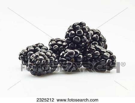 Blackberries on a white background View Large Photo Image Stock Image - Blackberries on a white background. Fotosearch