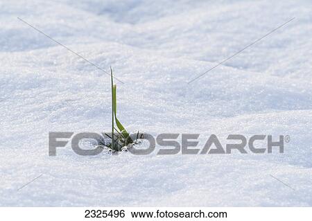 Blades of green grass poking up through the snow; Ohio united states of america View Large Photo Image Stock Photograph - Blades of green grass poking up through the snow; Ohio united states of america. Fotosearch