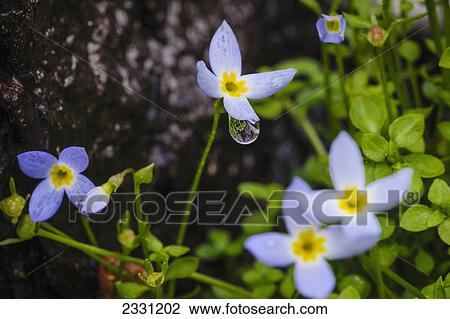 Blossoming flowers with dew drops in great smoky mountains national park; Tennessee united states of america View Large Photo Image Stock Image - Blossoming flowers with dew drops in great smoky mountains national park; Tennessee united states of america. Fotosearch