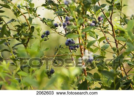 Blueberry Bushes, Okanagan Centre, Bc, Canada View Large Photo Image Stock Image - Blueberry Bushes, Okanagan Centre, Bc, Canada. Fotosearch