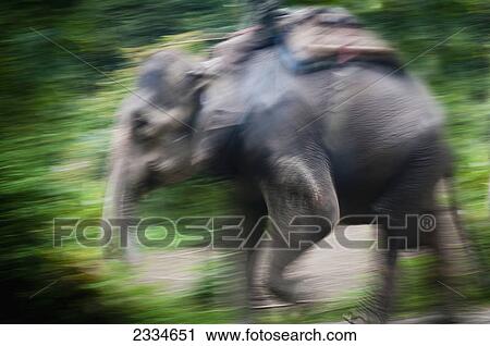 Stock Image - Blurred image of an elephant walking with a load on it's back; Chitwan, Nepal. Fotosearch