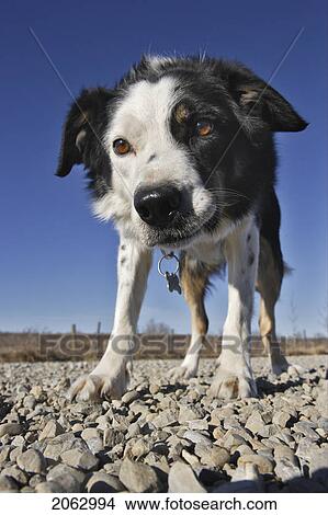 Border Collie, Low Angle - Alberta, Canada View Large Photo Image Picture - Border Collie, Low Angle - Alberta, Canada. Fotosearch
