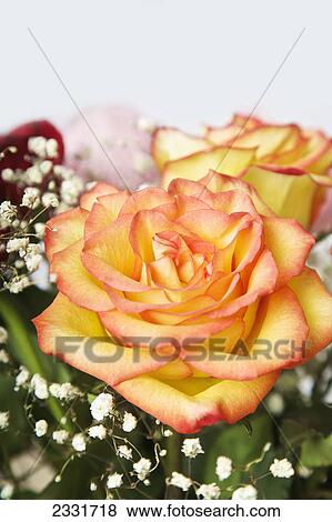 Stock Photo - Bouquet of roses and baby's breath; Canada. Fotosearch