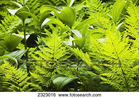 Stock Photograph - Bright green fern and lily leaves show different textures; British columbia canada. Fotosearch
