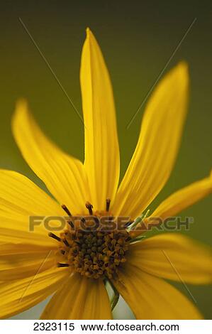 Stock Photography - Bright yellow flower petals against an olive background; Manitoba canada. Fotosearch