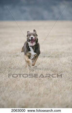 Stock Image - Brown And White Mixed Breed Dog Running Hard Toward Camera, Canada, Alberta. Fotosearch