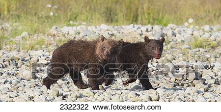 Stock Image - Brown bear cubs (ursus arctos) walking on the rocky ground together; Alaska united states of america. Fotosearch