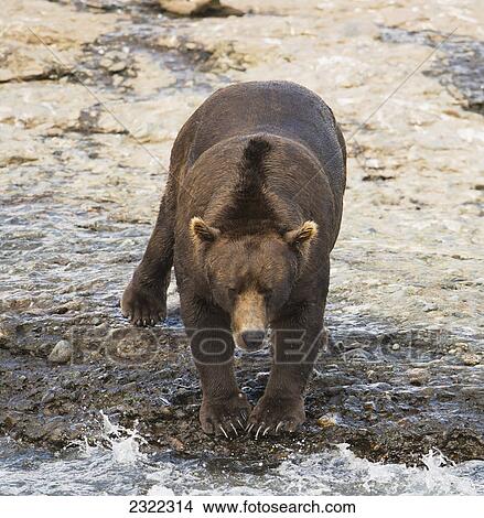Brown bear (ursus arctos) at the water's edge looking for salmon; Alaska united states of america View Large Photo Image Picture - Brown bear (ursus arctos) at the water's edge looking for salmon; Alaska united states of america. Fotosearch