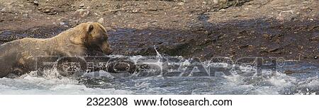 Stock Photo - Brown bear (ursus arctos) at the water's edge watching for salmon; Alaska united states of america. Fotosearch