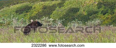 Brown bear (ursus arctos) in the grass; Alaska united states of america View Large Photo Image Stock Photograph - Brown bear (ursus arctos) in the grass; Alaska united states of america. Fotosearch