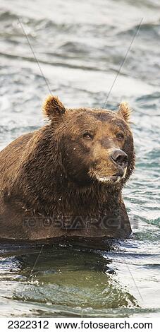 Brown bear (ursus arctos) in the water fishing for salmon; Alaska united states of america View Large Photo Image Stock Image - Brown bear (ursus arctos) in the water fishing for salmon; Alaska united states of america. Fotosearch