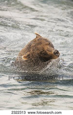 Brown bear (ursus arctos) in the water fishing for salmon; Alaska united states of america View Large Photo Image Stock Image - Brown bear (ursus arctos) in the water fishing for salmon; Alaska united states of america. Fotosearch