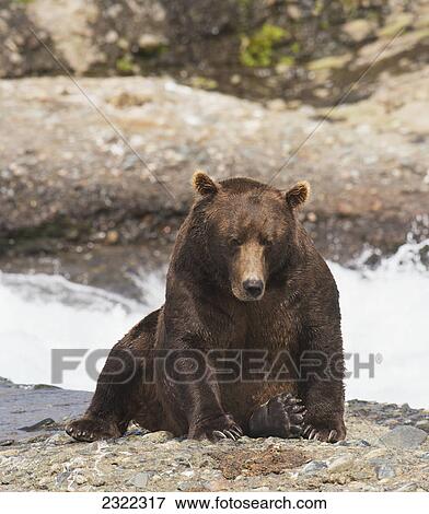 Stock Photo - Brown bear (ursus arctos) resting by the water's edge; Alaska united states of america. Fotosearch