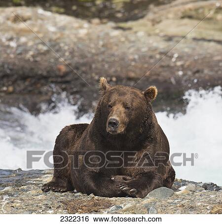 Stock Photograph - Brown bear (ursus arctos) resting by the water's edge; Alaska united states of america. Fotosearch