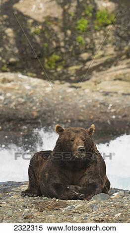 Stock Photography - Brown bear (ursus arctos) resting by the water's edge; Alaska united states of america. Fotosearch