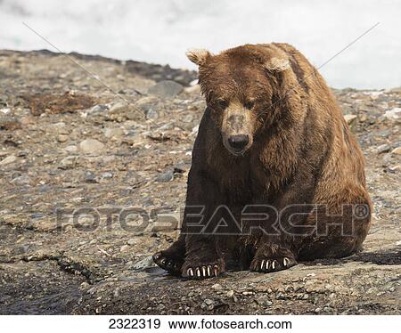 Brown bear (ursus arctos) sitting by the water's edge; Alaska united states of america View Large Photo Image Stock Photo - Brown bear (ursus arctos) sitting by the water's edge; Alaska united states of america. Fotosearch