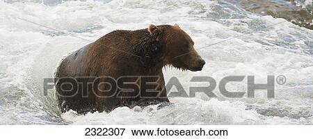 Stock Photo - Brown bear (ursus arctos) sitting in the rushing water watching for salmon; Alaska united states of america. Fotosearch