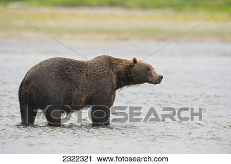 Brown bear (ursus arctos) standing in the mikfik creek watching for salmon: alaska united states of america View Large Photo Image Stock Image - Brown bear (ursus arctos) standing in the mikfik creek watching for salmon: alaska united states of america. Fotosearch
