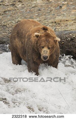 Brown bear (ursus arctos) standing in the rushing water watching for salmon; Alaska united states of america View Large Photo Image Stock Photo - Brown bear (ursus arctos) standing in the rushing water watching for salmon; Alaska united states of america. Fotosearch