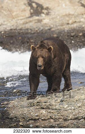 Brown bear (ursus arctos) walking by the water's edge; Alaska united states of america View Large Photo Image Stock Image - Brown bear (ursus arctos) walking by the water's edge; Alaska united states of america. Fotosearch