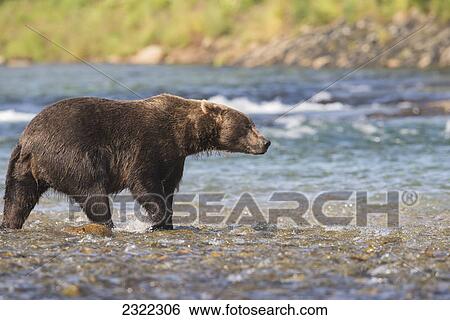 Brown bear (ursus arctos) walking in the shallow water at the edge of the river; Alaska united states of america View Large Photo Image Stock Photograph - Brown bear (ursus arctos) walking in the shallow water at the edge of the river; Alaska united states of america. Fotosearch