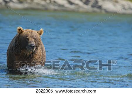 Stock Photography - Brown bear (ursus arctos) walking in the water; Alaska united states of america. Fotosearch