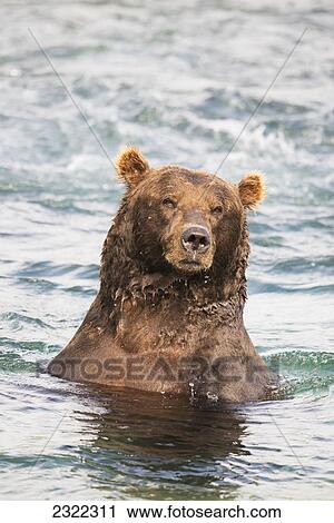 Brown bear (ursus arctos) wet in the water fishing for salmon; Alaska united states of america View Large Photo Image Stock Image - Brown bear (ursus arctos) wet in the water fishing for salmon; Alaska united states of america. Fotosearch