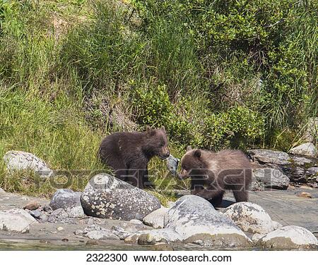 Stock Image - Brown bears (ursus arctos) eating a salmon at the water's edge; Alaska united states of america. Fotosearch