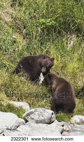 Stock Image - Brown bears (ursus arctos) eating a salmon; Alaska united states of america. Fotosearch