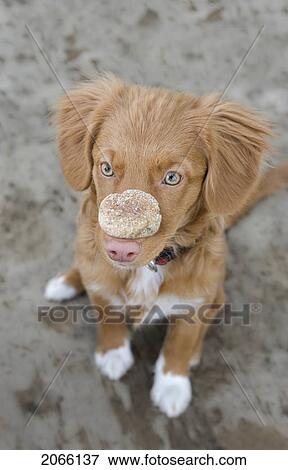 Stock Photo - Brown Dog Seated With Biscuit On Nose, Canada, Alberta. Fotosearch