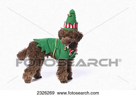Brown poodle with christmas jester costume; St. albert alberta canada View Large Photo Image Stock Photo - Brown poodle with christmas jester costume; St. albert alberta canada. Fotosearch