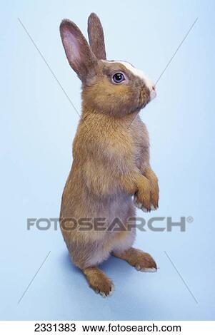 Brown rabbit standing with a blue background; British columbia canada View Large Photo Image Stock Image - Brown rabbit standing with a blue background; British columbia canada. Fotosearch