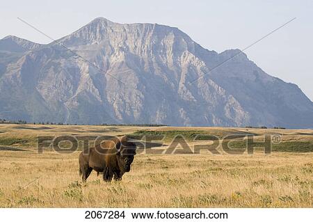 Buffalo (Bison Bison) In Rocky Mountain Foothills, Waterton Lakes National Park, Alberta, Canada. View Large Photo Image Picture - Buffalo (Bison Bison) In Rocky Mountain Foothills, Waterton Lakes National Park, Alberta, Canada.. Fotosearch