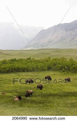 Buffalo (Bison Bison) In Rocky Mountain Foothills, Waterton Lakes National Park, Alberta, Canada. View Large Photo Image Stock Image - Buffalo (Bison Bison) In Rocky Mountain Foothills, Waterton Lakes National Park, Alberta, Canada.. Fotosearch