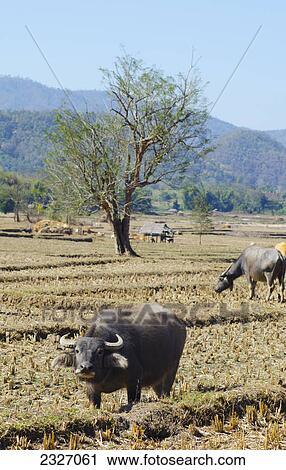Buffalo in a field; Pai thailand View Large Photo Image Stock Image - Buffalo in a field; Pai thailand. Fotosearch