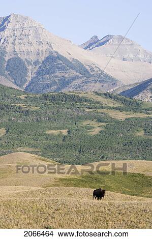 Buffalo In Rocky Mountain Foothills, Waterton Lakes National Park, Alberta, Canada. View Large Photo Image Picture - Buffalo In Rocky Mountain Foothills, Waterton Lakes National Park, Alberta, Canada.. Fotosearch