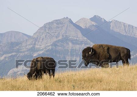 Stock Image - Buffalo In Rocky Mountain Foothills, Waterton Lakes National Park, Alberta, Canada.. Fotosearch