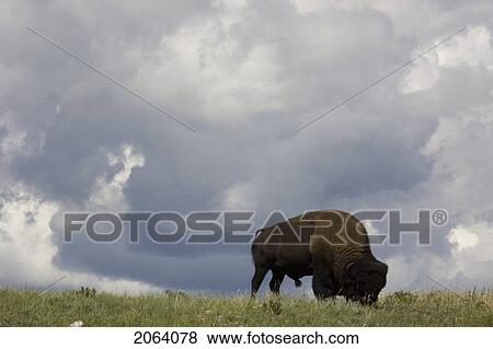 Buffalo In Rocky Mountain Foothills, Waterton Lakes National Park, Alberta, Canada. View Large Photo Image Stock Photo - Buffalo In Rocky Mountain Foothills, Waterton Lakes National Park, Alberta, Canada.. Fotosearch