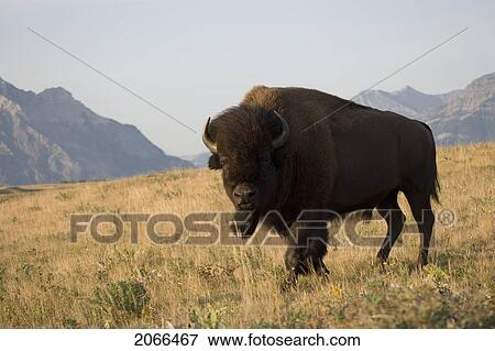 Buffalo In Rocky Mountain Foothills, Waterton Lakes National Park, Alberta, Canada. View Large Photo Image Stock Photo - Buffalo In Rocky Mountain Foothills, Waterton Lakes National Park, Alberta, Canada.. Fotosearch