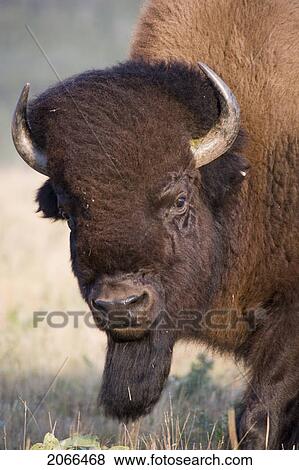 Stock Photo - Buffalo In Rocky Mountain Foothills, Waterton Lakes National Park, Alberta, Canada.. Fotosearch