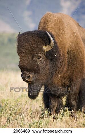 Buffalo In Rocky Mountain Foothills, Waterton Lakes National Park, Alberta, Canada. View Large Photo Image Stock Photo - Buffalo In Rocky Mountain Foothills, Waterton Lakes National Park, Alberta, Canada.. Fotosearch